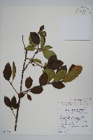 紅莖獼猴桃藏品圖，第1張