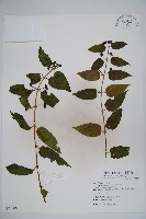 阿里山忍冬、漸尖葉忍冬藏品圖，第1張