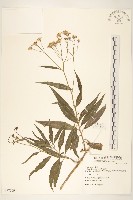 黃菀藏品圖，第1張