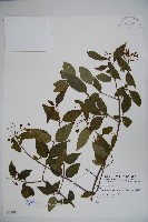 登錄號:S077911藏品圖，第1張