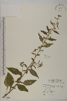 煙管草藏品圖，第1張