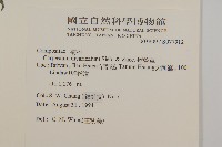 煙管草藏品圖，第2張