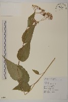 深紅茵芋藏品圖，第1張