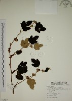 臺灣懸鉤子藏品圖，第1張