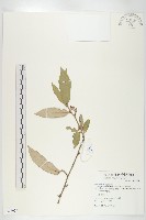 玉山胡頹子藏品圖，第1張