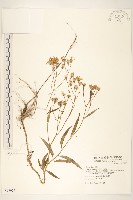 黃菀藏品圖，第1張