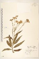 黃菀藏品圖，第1張