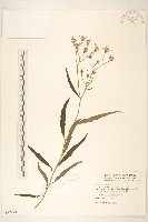 黃菀藏品圖，第1張