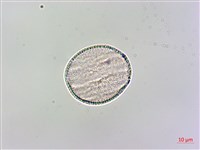 日本紫花鼠尾草藏品圖，第1張