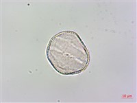 日本紫花鼠尾草藏品圖，第3張