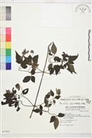 巴氏鐵線蓮藏品圖，第1張