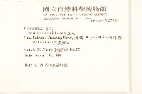 歐洲黃菀藏品圖，第2張