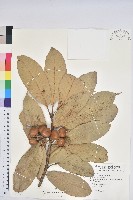 大葉石櫟藏品圖，第1張