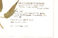 蔓黃菀藏品圖，第2張