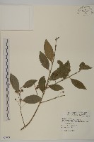 刺果衛矛藏品圖，第1張