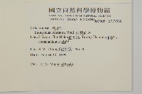 刺果衛矛藏品圖，第2張