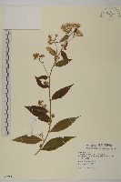 臺灣馬蘭藏品圖，第1張