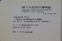 珊瑚樹藏品圖，第2張