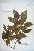 呂宋莢迷藏品圖，第1張