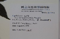 呂宋莢迷藏品圖，第2張