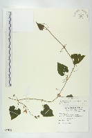 青牛膽藏品圖，第1張