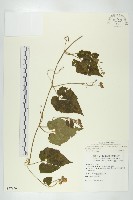 青牛膽藏品圖，第1張