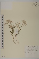 玉山抱莖籟簫藏品圖，第1張