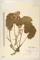 臺灣款冬藏品圖，第1張