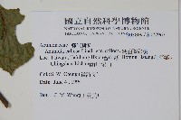 硬齒獼猴桃藏品圖，第2張