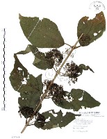 杜虹花，台灣紫珠藏品圖，第1張