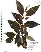 杜虹花，台灣紫珠藏品圖，第1張