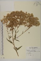 臺灣馬蘭藏品圖，第1張