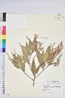 長尾栲、長尾柯、長尾尖葉櫧藏品圖，第1張