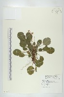 裂緣花藏品圖，第1張