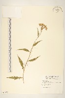 黃菀藏品圖，第1張