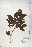 椆樹桑寄生, 大葉榿寄生藏品圖，第1張