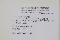 硬齒獼猴桃藏品圖，第2張