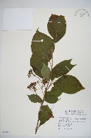 臺灣蝴蝶戲珠花、臺灣蝴蝶花藏品圖，第1張