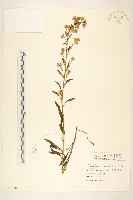 一枝黃花藏品圖，第1張