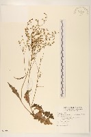 刀傷草藏品圖，第1張