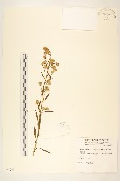 一枝黃花藏品圖，第1張