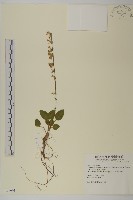 臺灣鬼督郵藏品圖，第1張