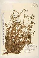 高山毛蓮菜藏品圖，第1張