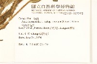 高山毛蓮菜藏品圖，第2張