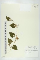 青牛膽藏品圖，第1張