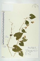 青牛膽藏品圖，第1張