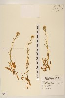 玉山飛蓬藏品圖，第1張