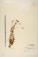 玉山飛蓬藏品圖，第1張