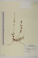臺灣鬼督郵藏品圖，第1張