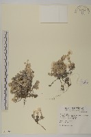 尼泊爾籟簫藏品圖，第1張